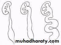 Urology