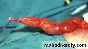 Urology