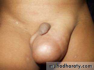 Urology