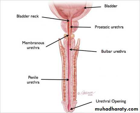 Urology