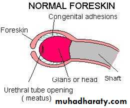 Urology