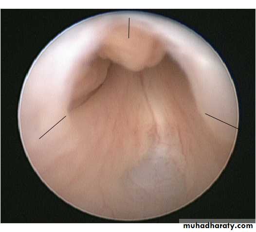 Urology