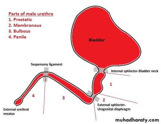 Urology