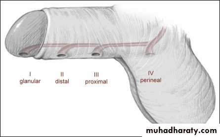 Urology