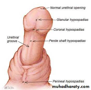 Urology