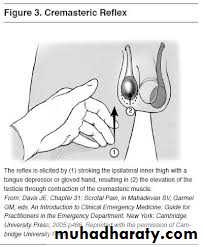 Urology