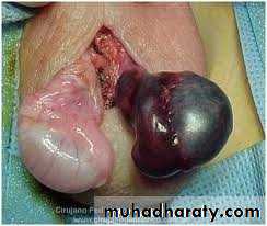 Urology