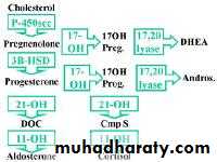 Endocrine