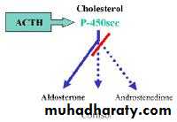Endocrine