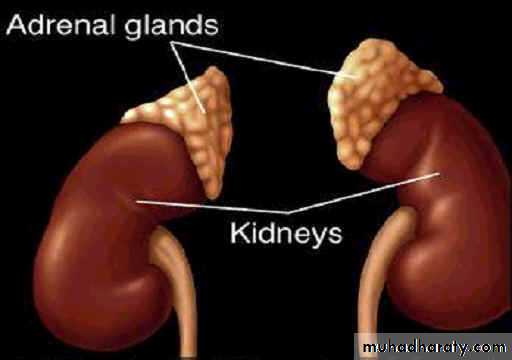 Endocrine