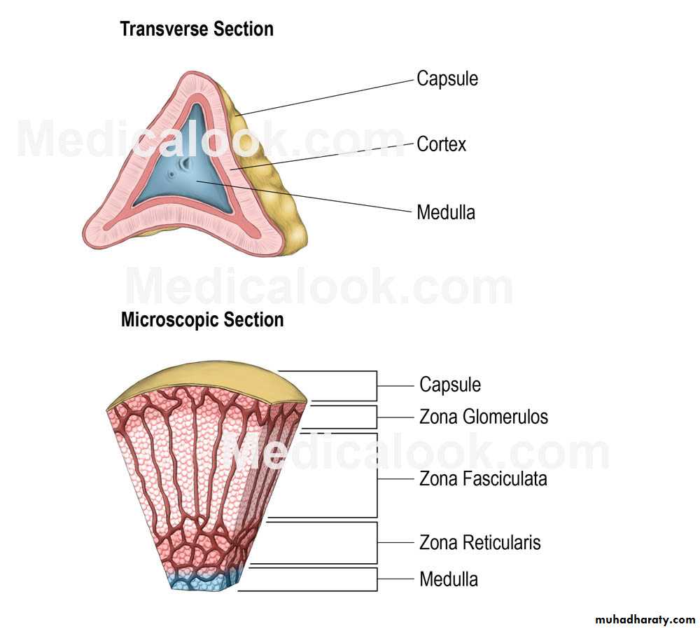 Endocrine
