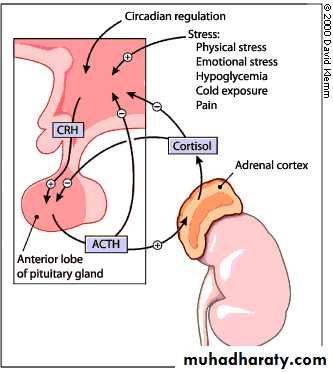 Endocrine