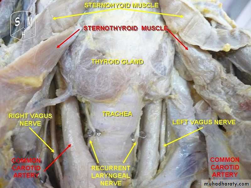 Endocrine