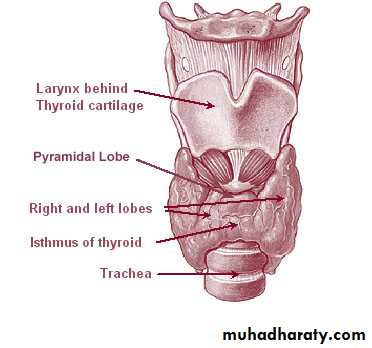 Endocrine