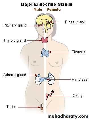 Endocrine