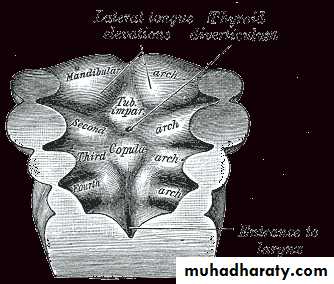 Endocrine
