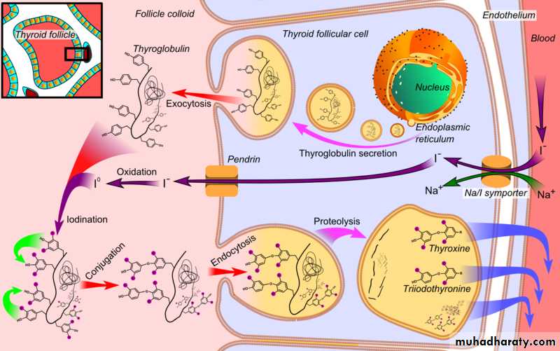 Endocrine