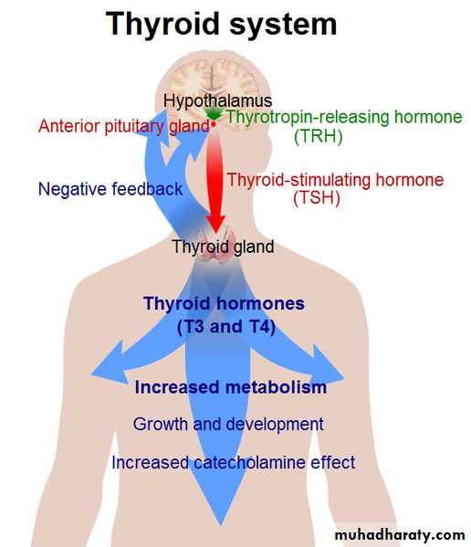 Endocrine