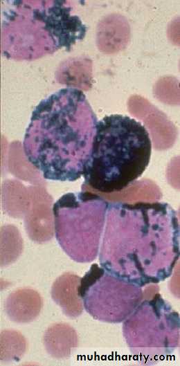 Hematopathology