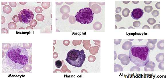 Hematopathology