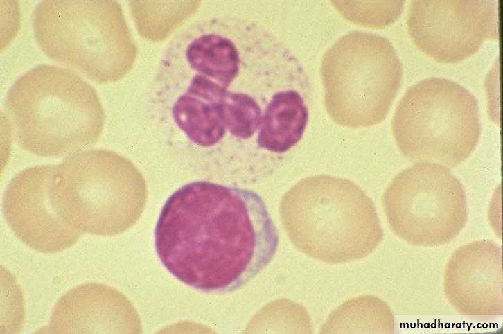 Hematopathology