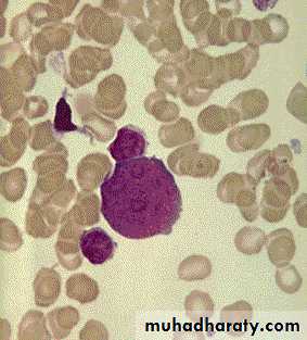 Hematopathology
