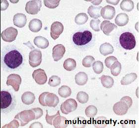 Hematopathology