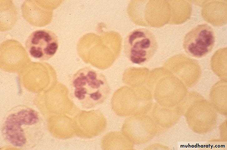 Hematopathology