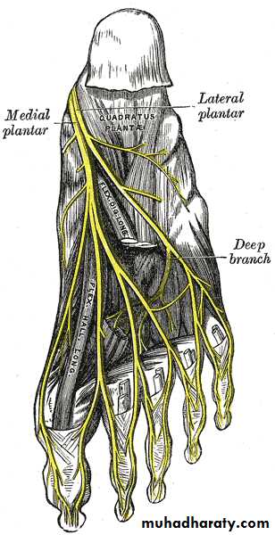 FOOT