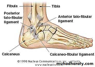 FOOT