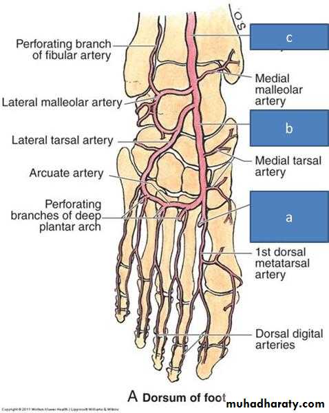FOOT