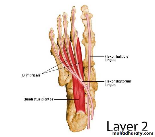 FOOT