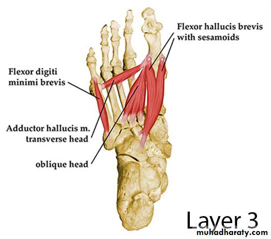 FOOT