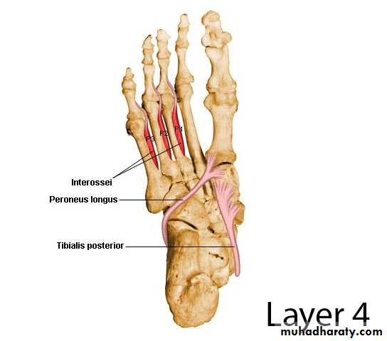 FOOT