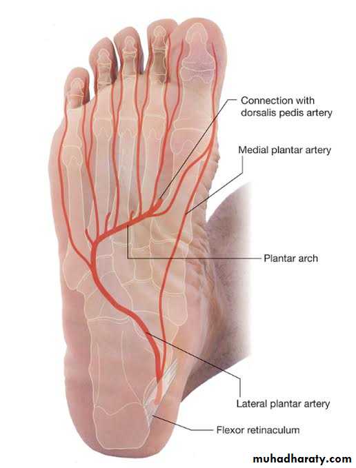 FOOT
