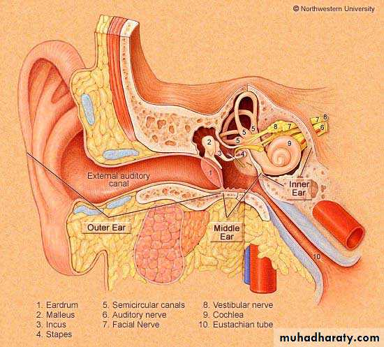 OME AND OTOSCLEROSIS