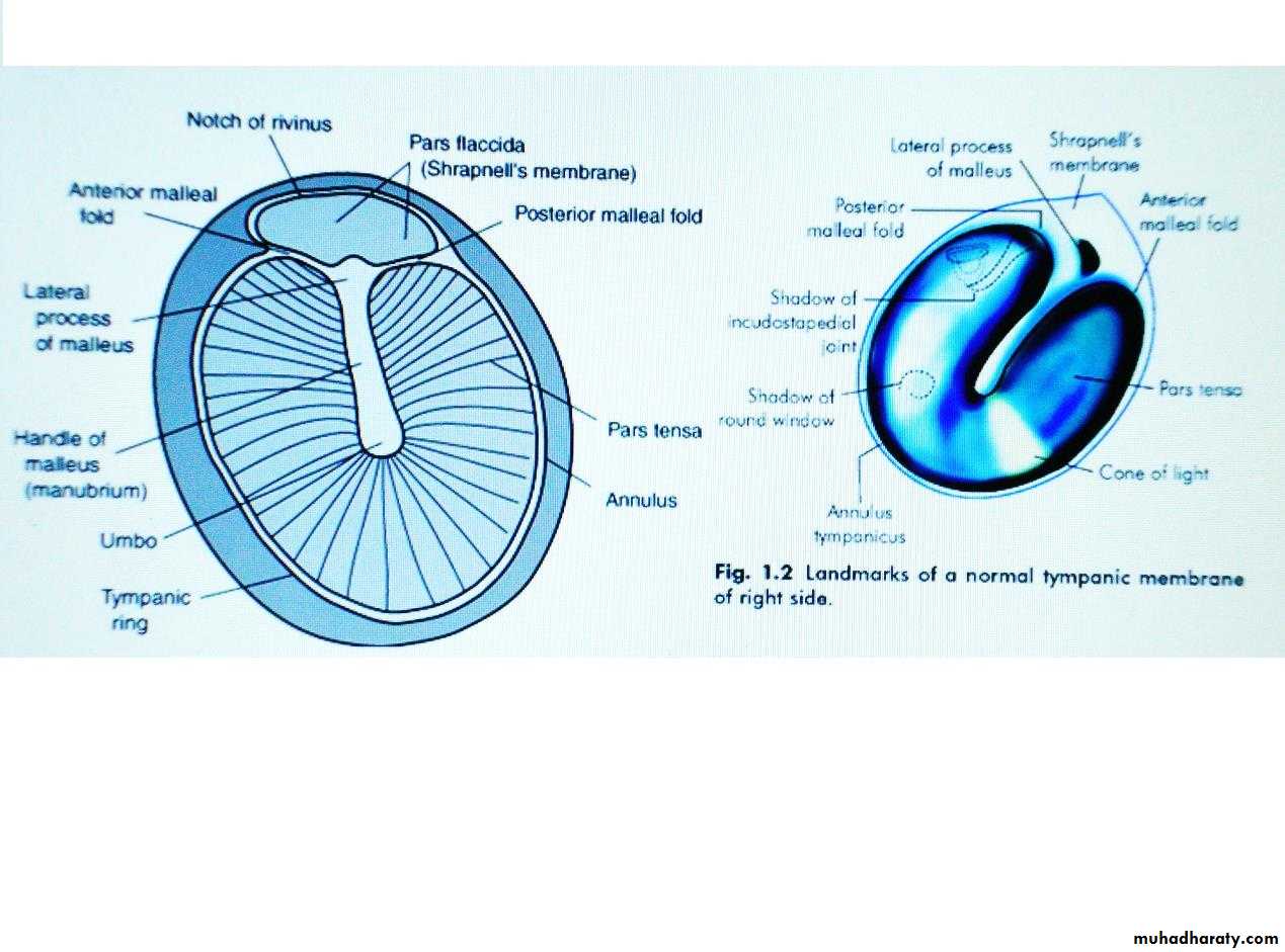 external and middle ear