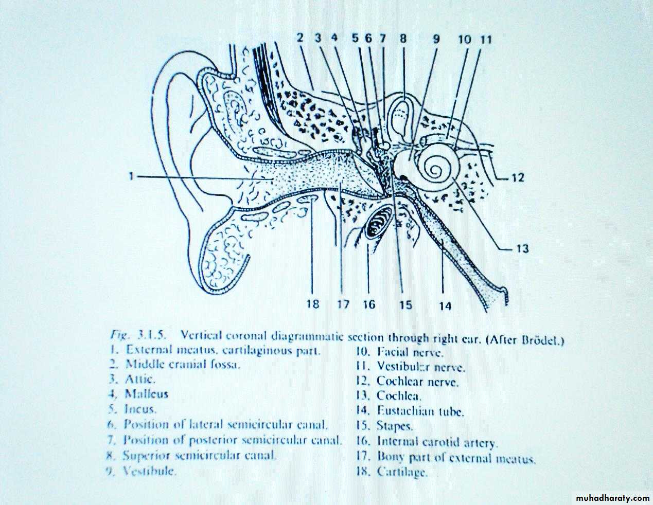 external and middle ear