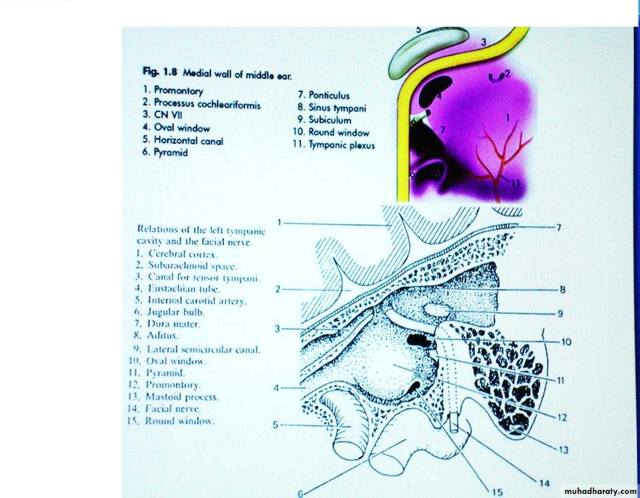 external and middle ear