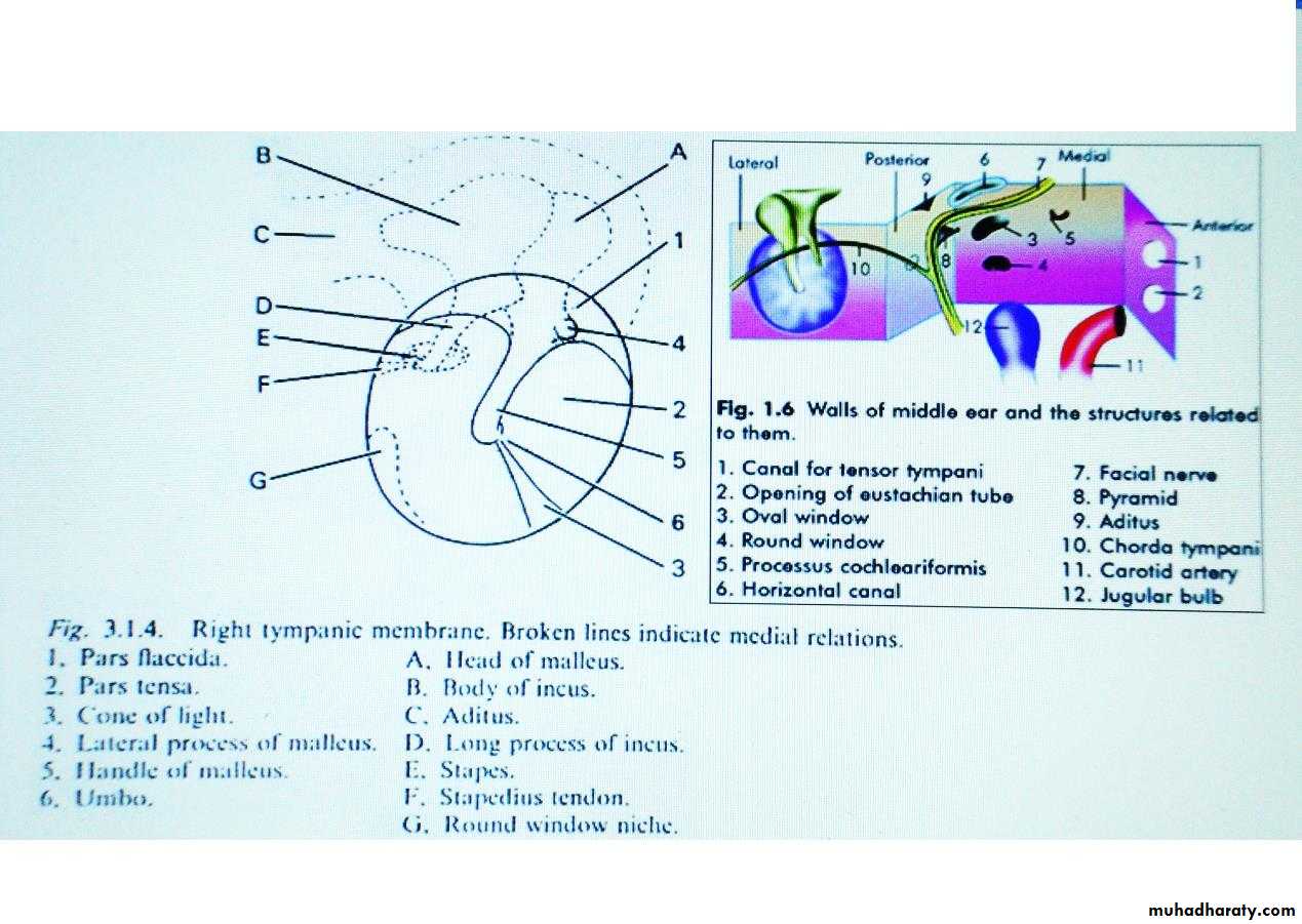 external and middle ear