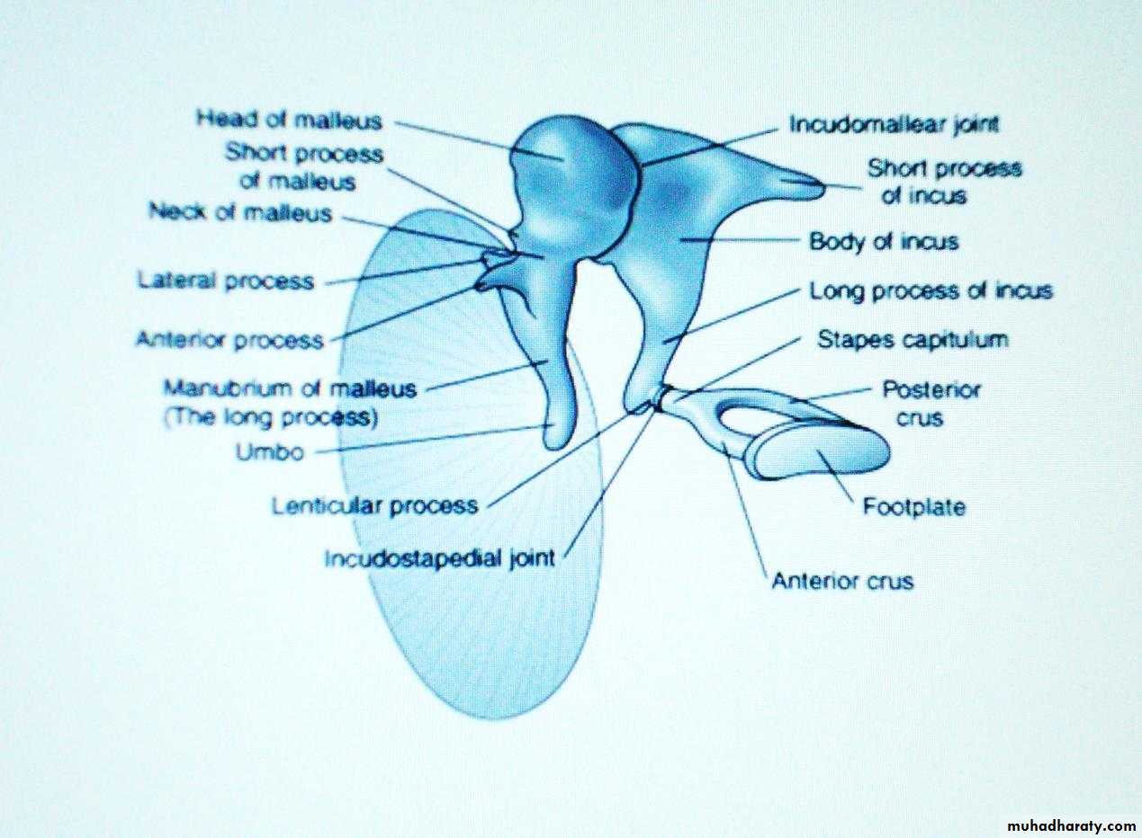 external and middle ear