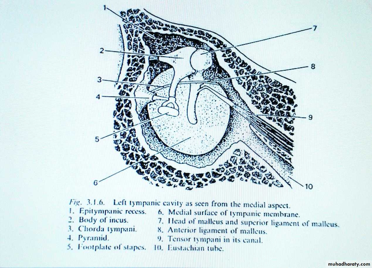 external and middle ear