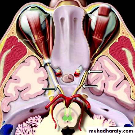Cranial nerves