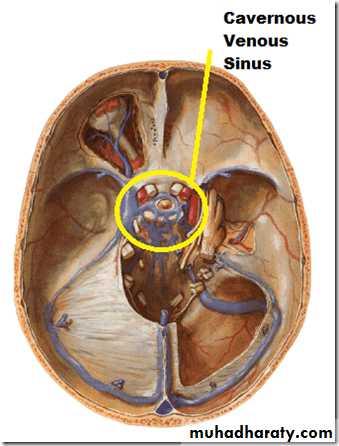 Cranial nerves