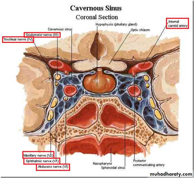 Cranial nerves