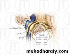 Cranial nerves
