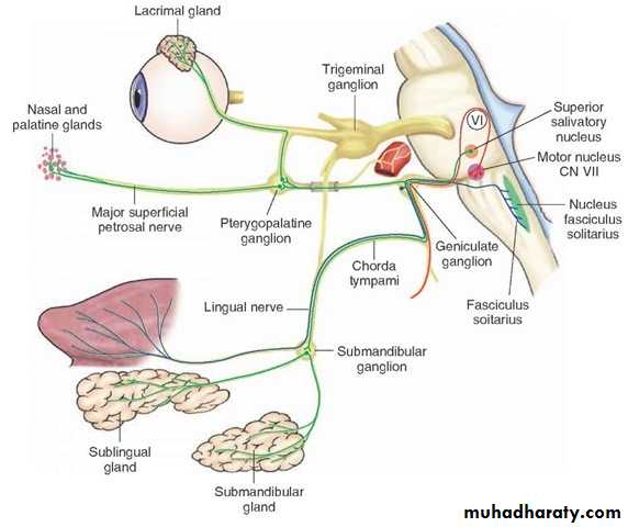 Cranial nerves