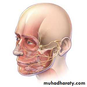 Cranial nerves