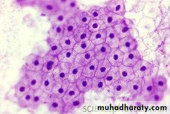 histology lab