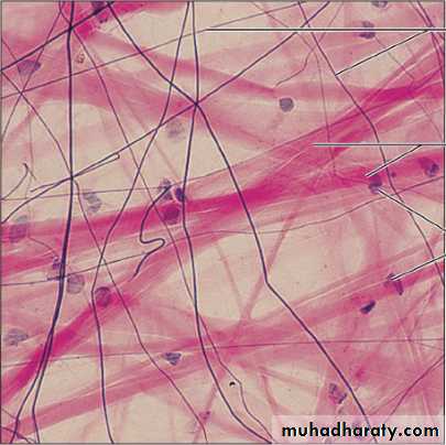 histology lab